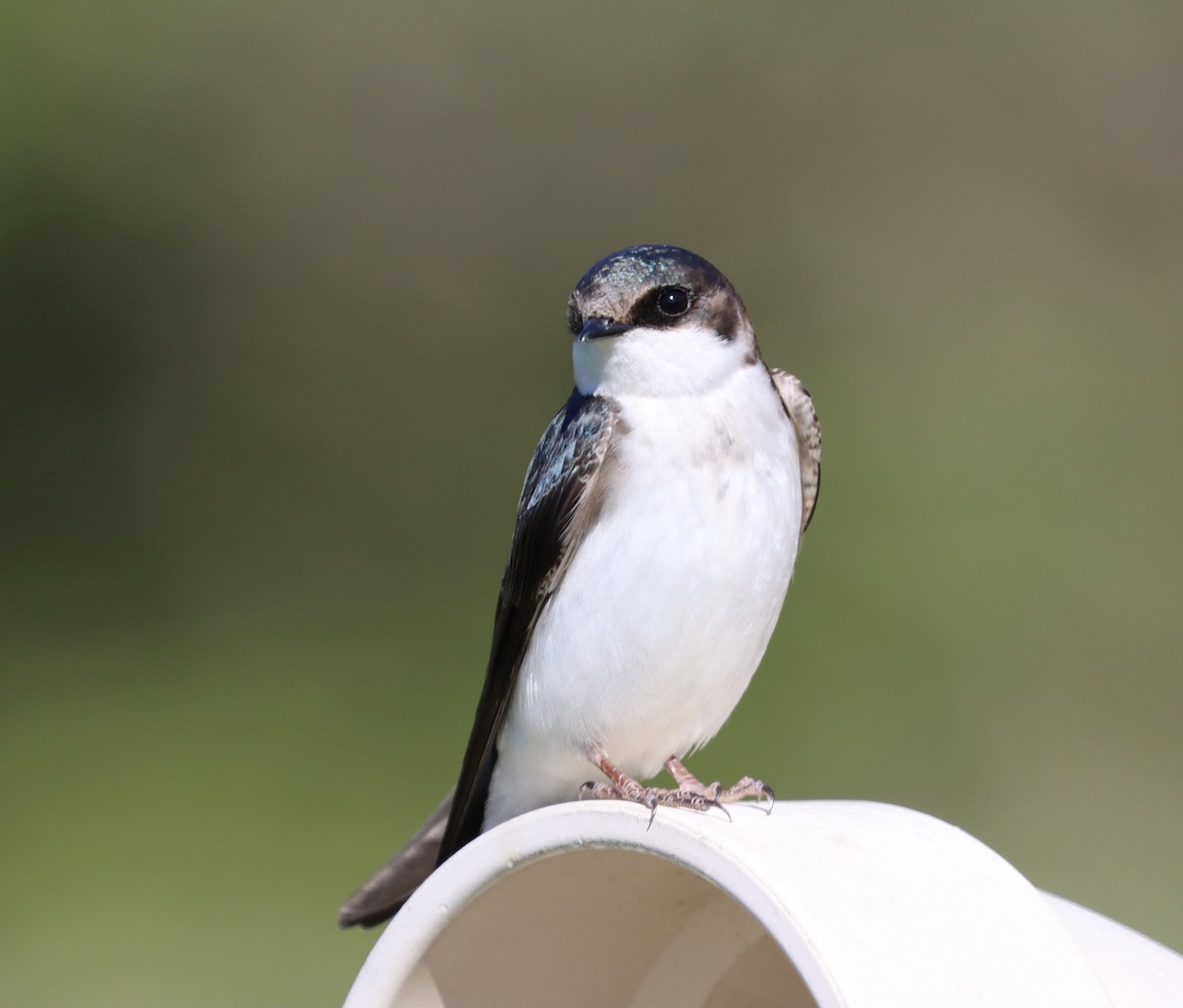 Tree Swallow - Lisa Benjamin