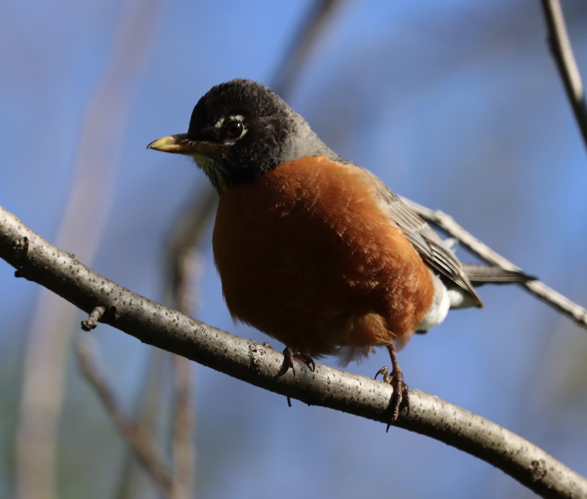 American Robin - ML332036811