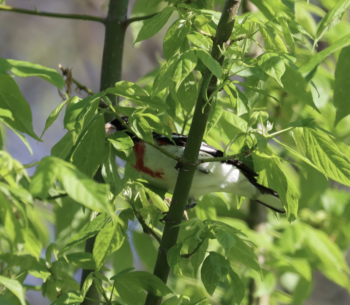 Rose-breasted Grosbeak - ML332036921