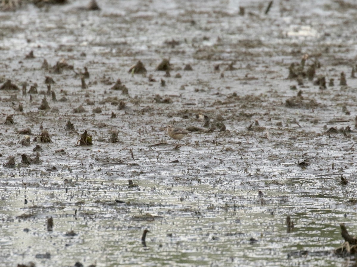 American Pipit - Paul Jacyk