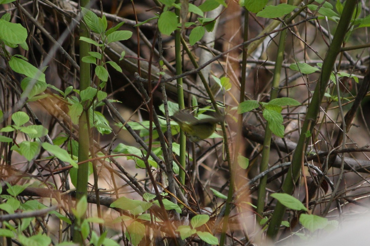 Orange-crowned Warbler - ML332037901