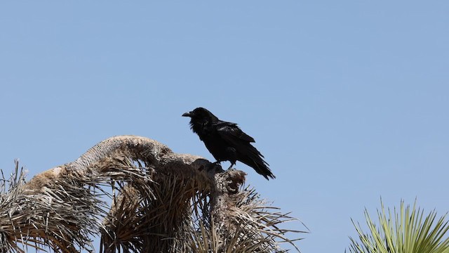 Common Raven - ML332041901