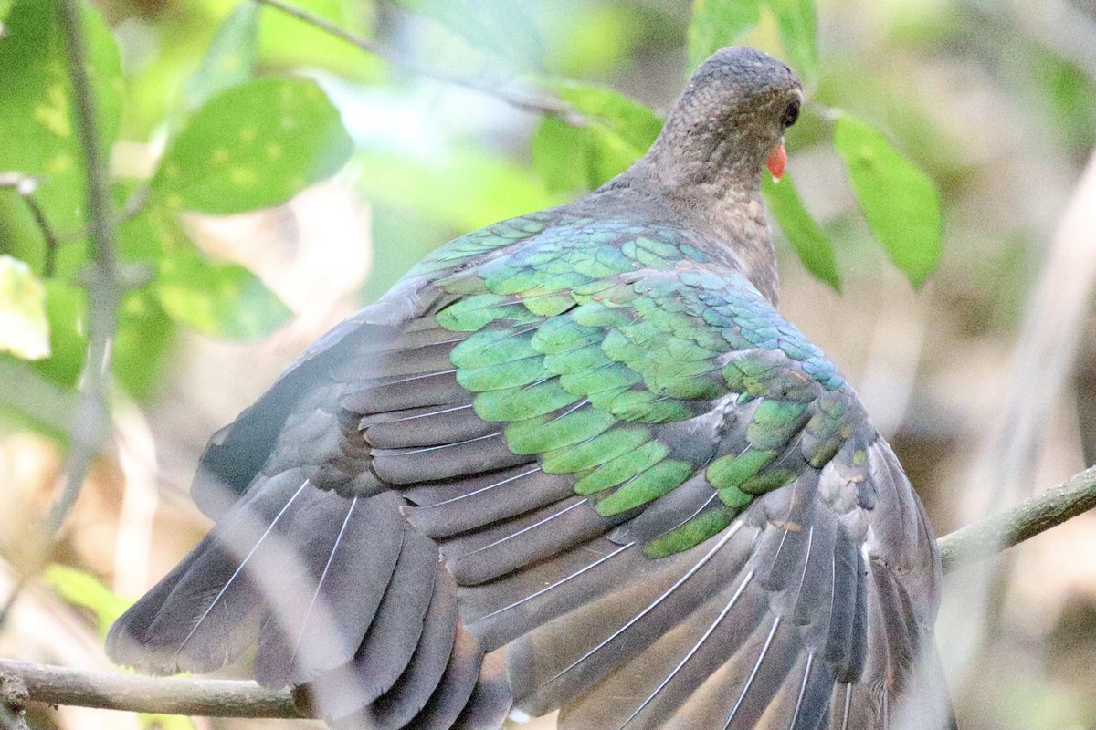 Asian Emerald Dove - ML332042981