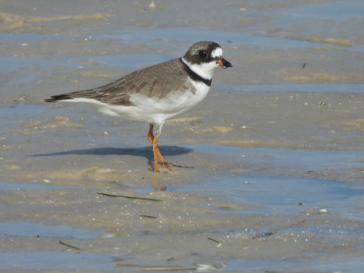 Semipalmated Plover - John  Paalvast