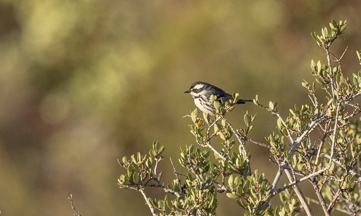 Black-throated Gray Warbler - Elle Heiser