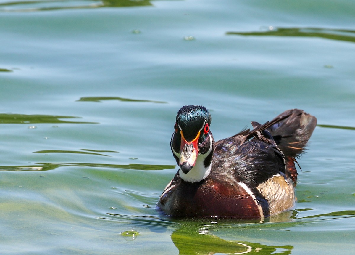 Wood Duck - ML332045521