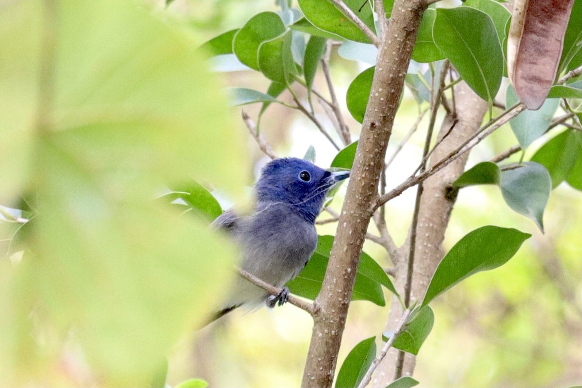 Black-naped Monarch - ML332045921