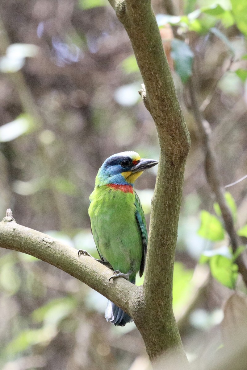 Taiwanbartvogel - ML332046021