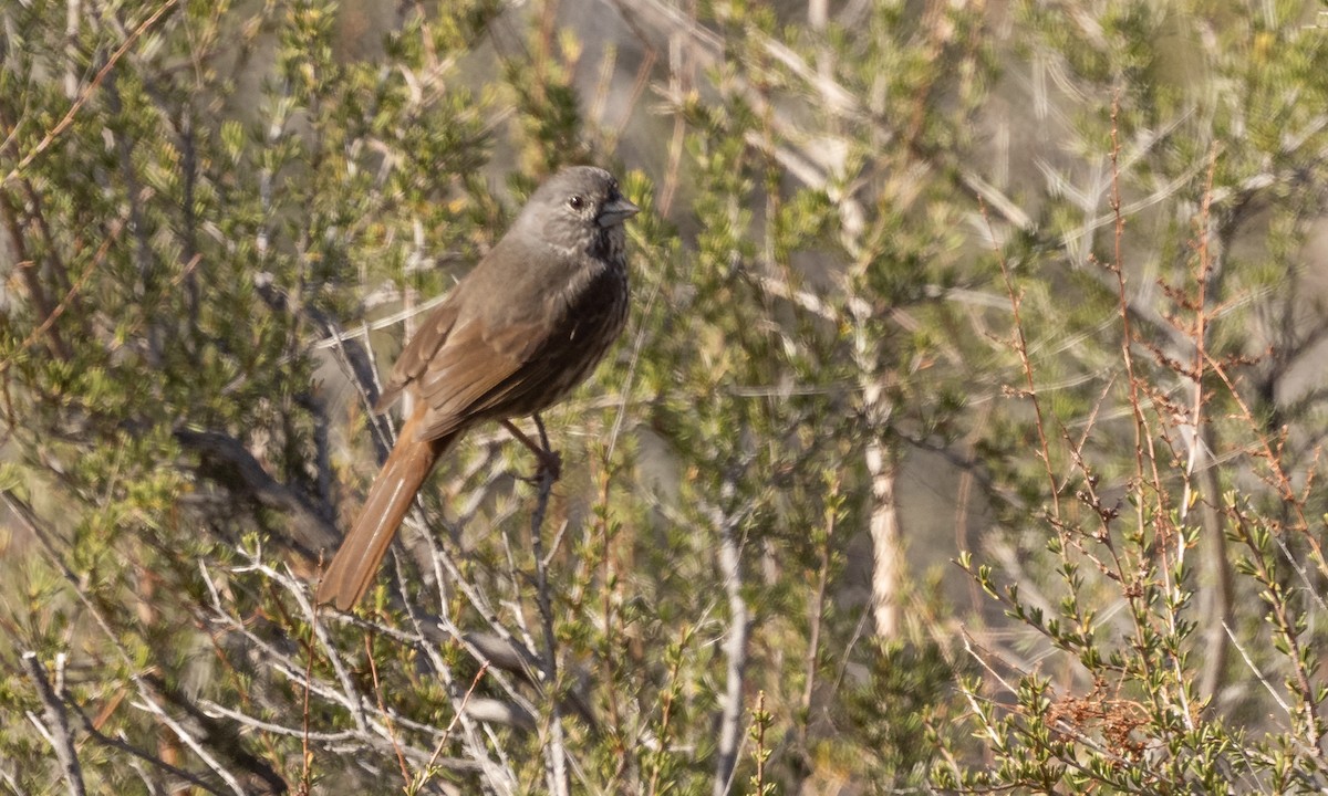 Fox Sparrow - Elle Heiser