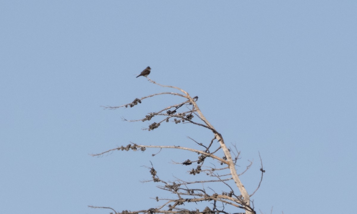 Olive-sided Flycatcher - Elle Heiser