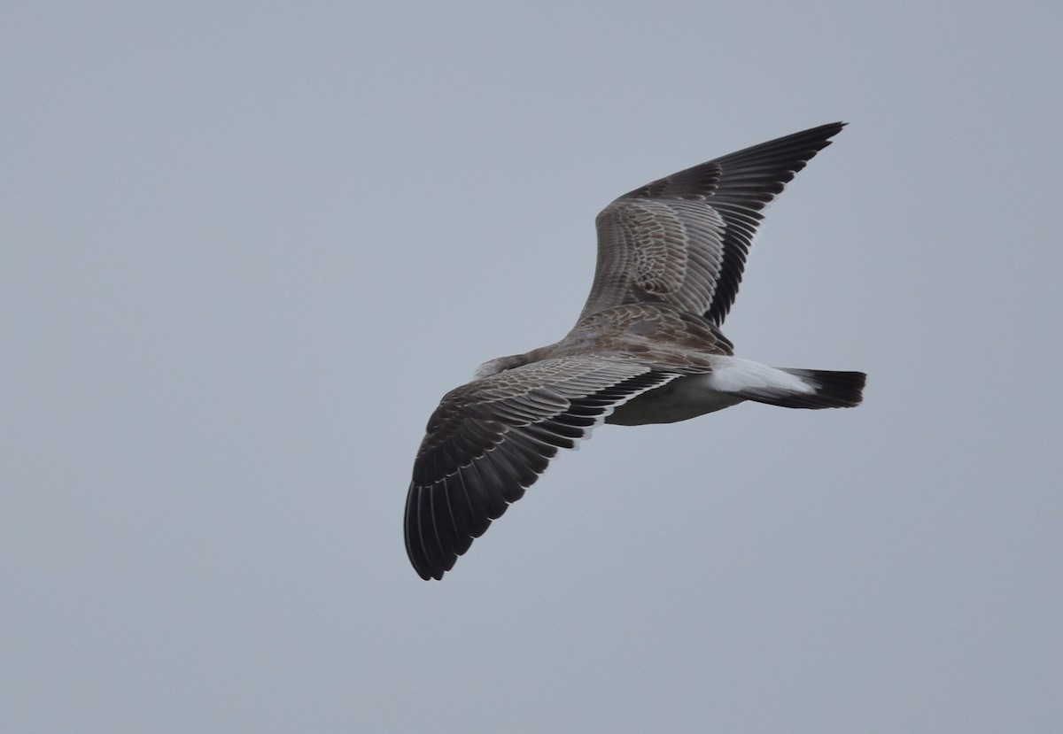 Laughing Gull - Andy Reago &  Chrissy McClarren