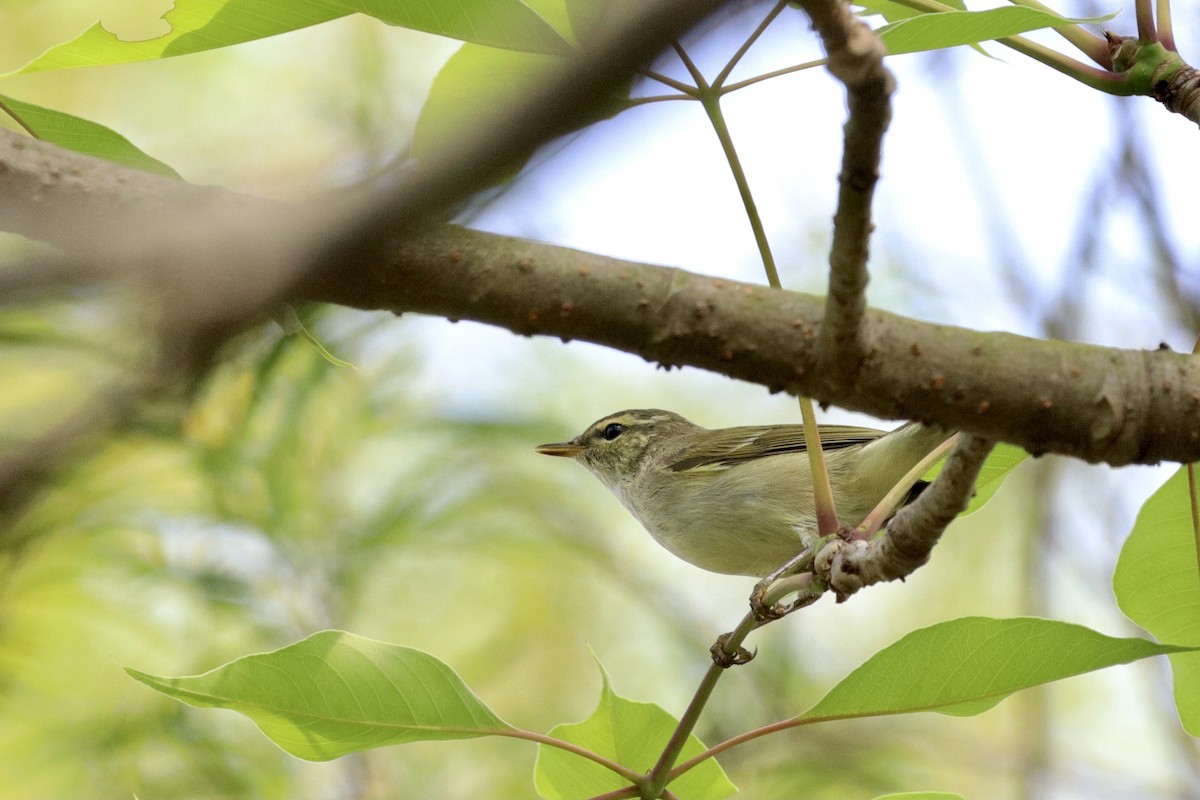 Arctic Warbler - ML332048571