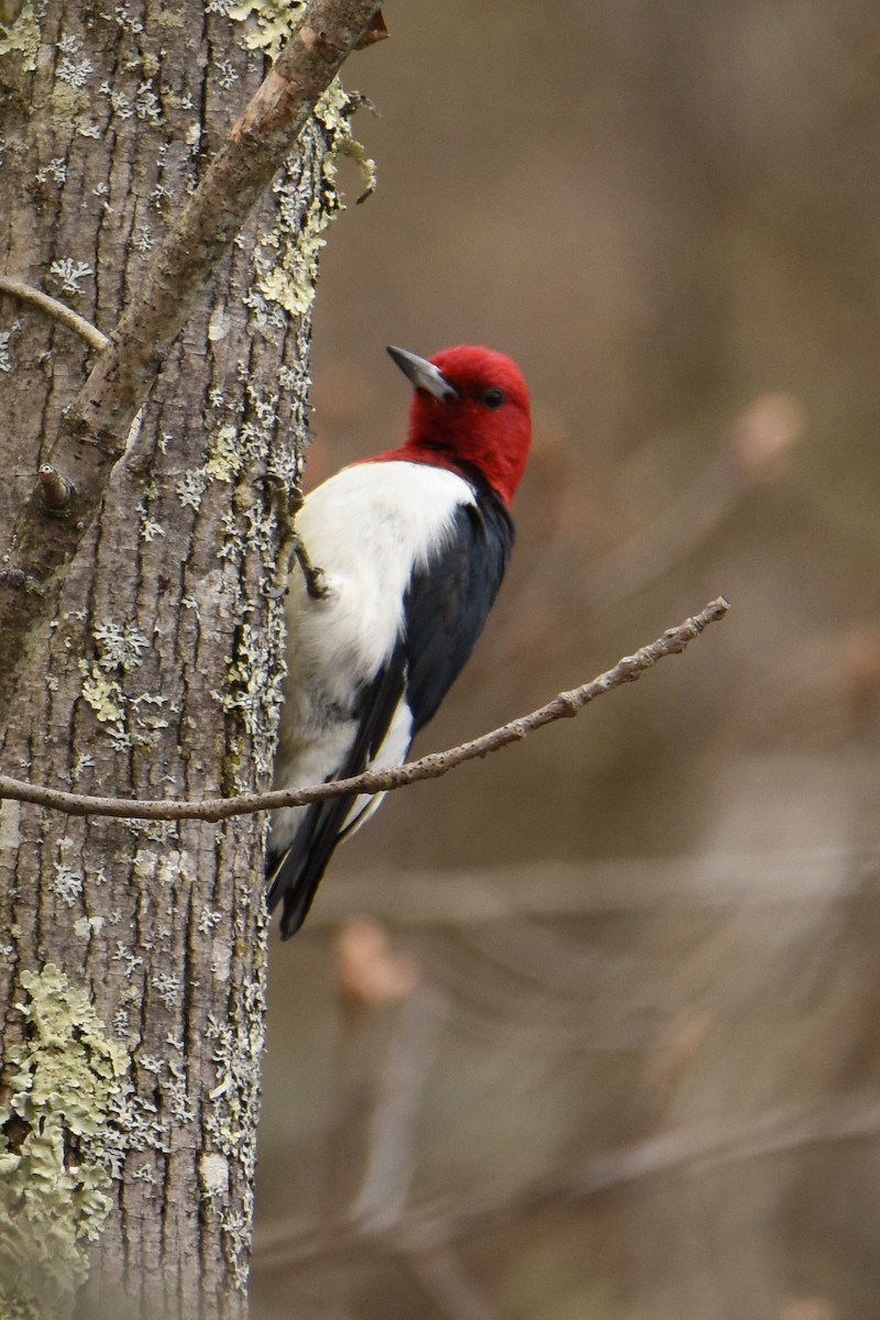 Red-headed Woodpecker - ML332048691
