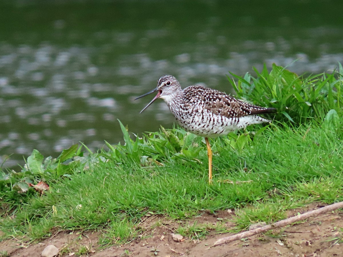 Greater Yellowlegs - Phil Lehman