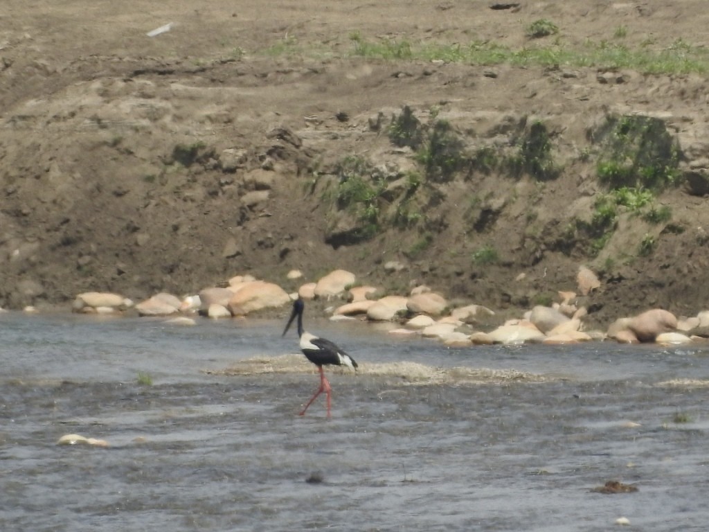 Black-necked Stork - Sachin  Main