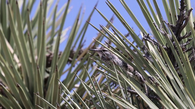 Cactus Wren - ML332050751