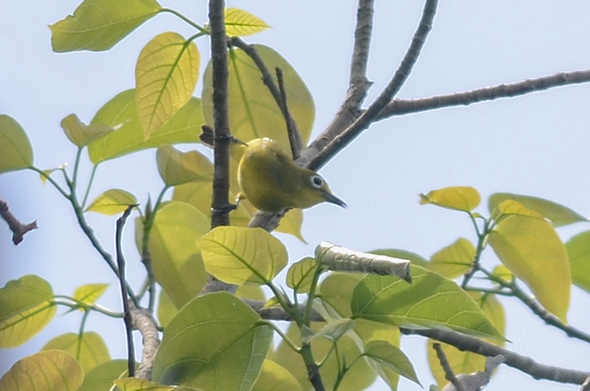 Philippinenbrillenvogel - ML33205211