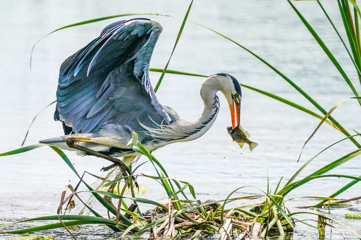 Gray Heron - jian ma