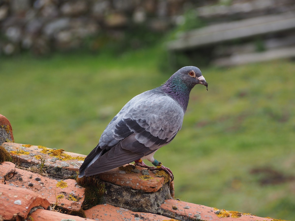 Rock Pigeon (Feral Pigeon) - ML332055671