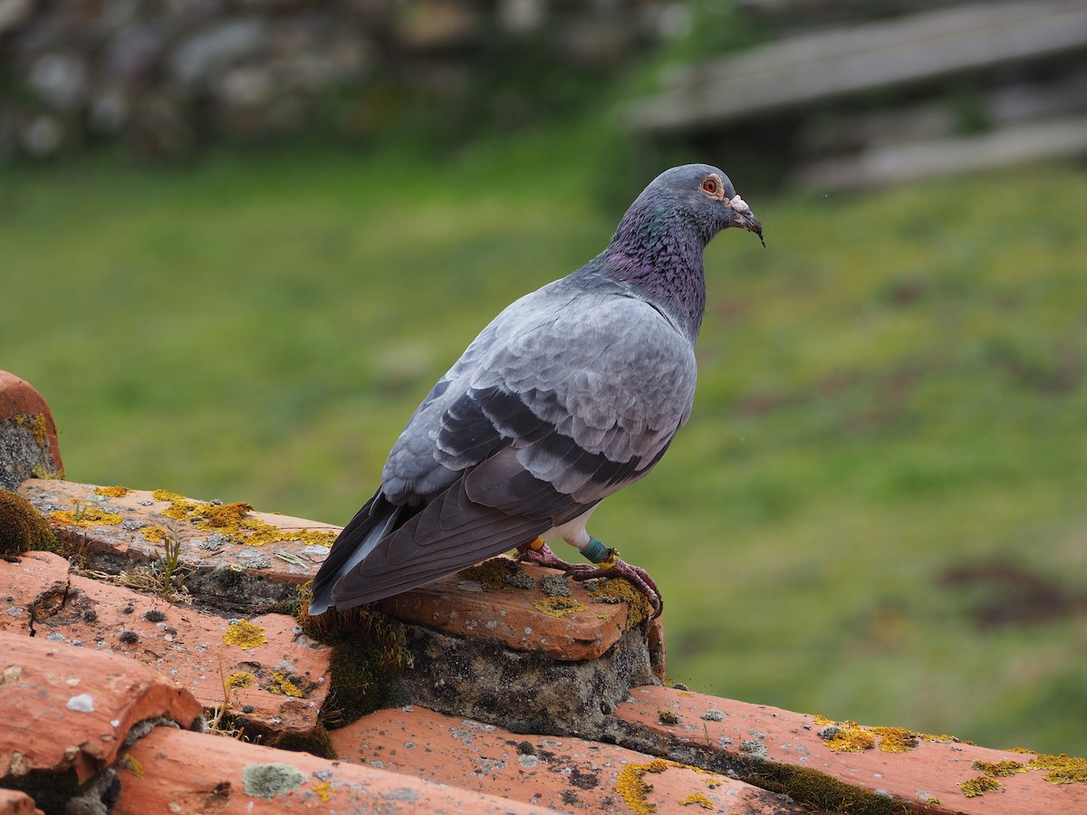 Rock Pigeon (Feral Pigeon) - ML332055681