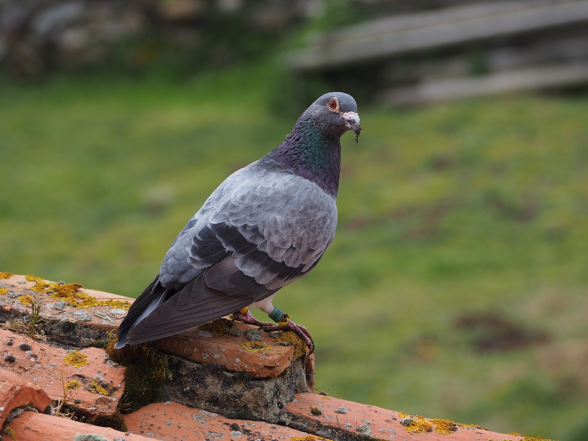 Rock Pigeon (Feral Pigeon) - ML332055691