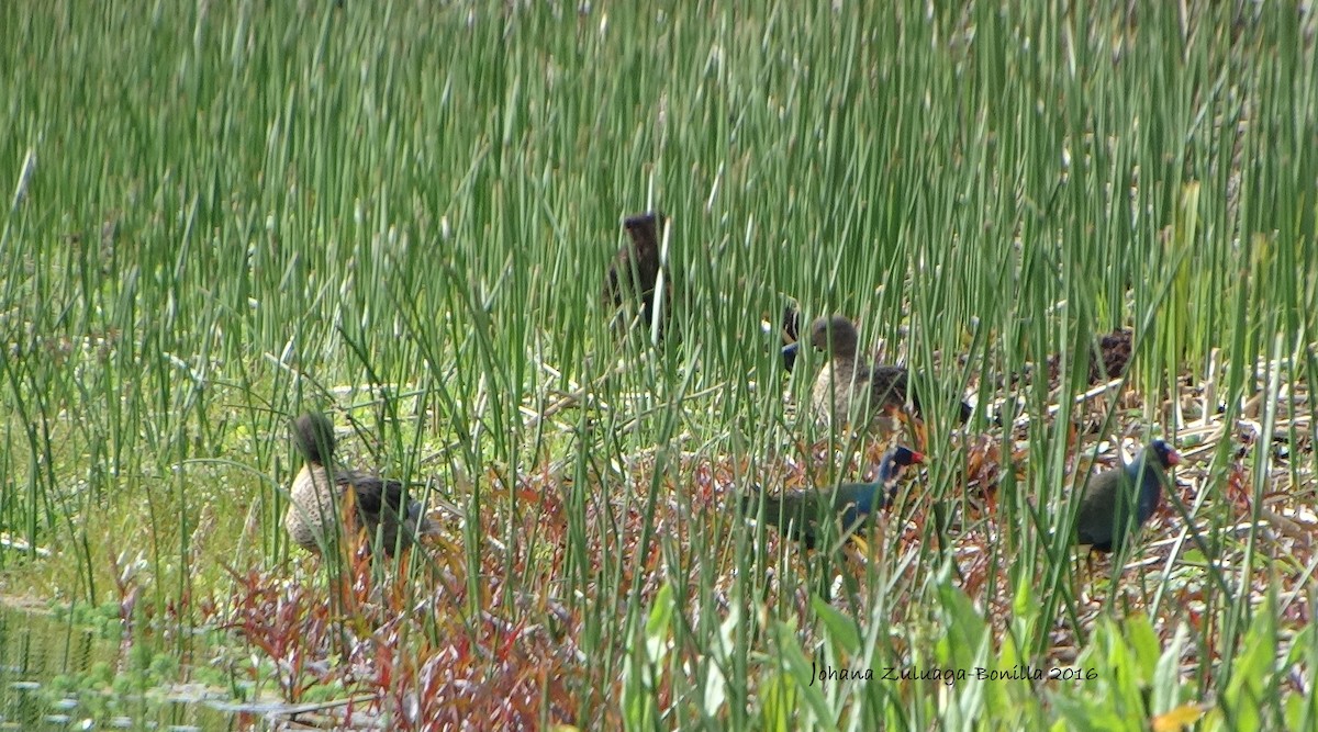 Purple Gallinule - ML33205701