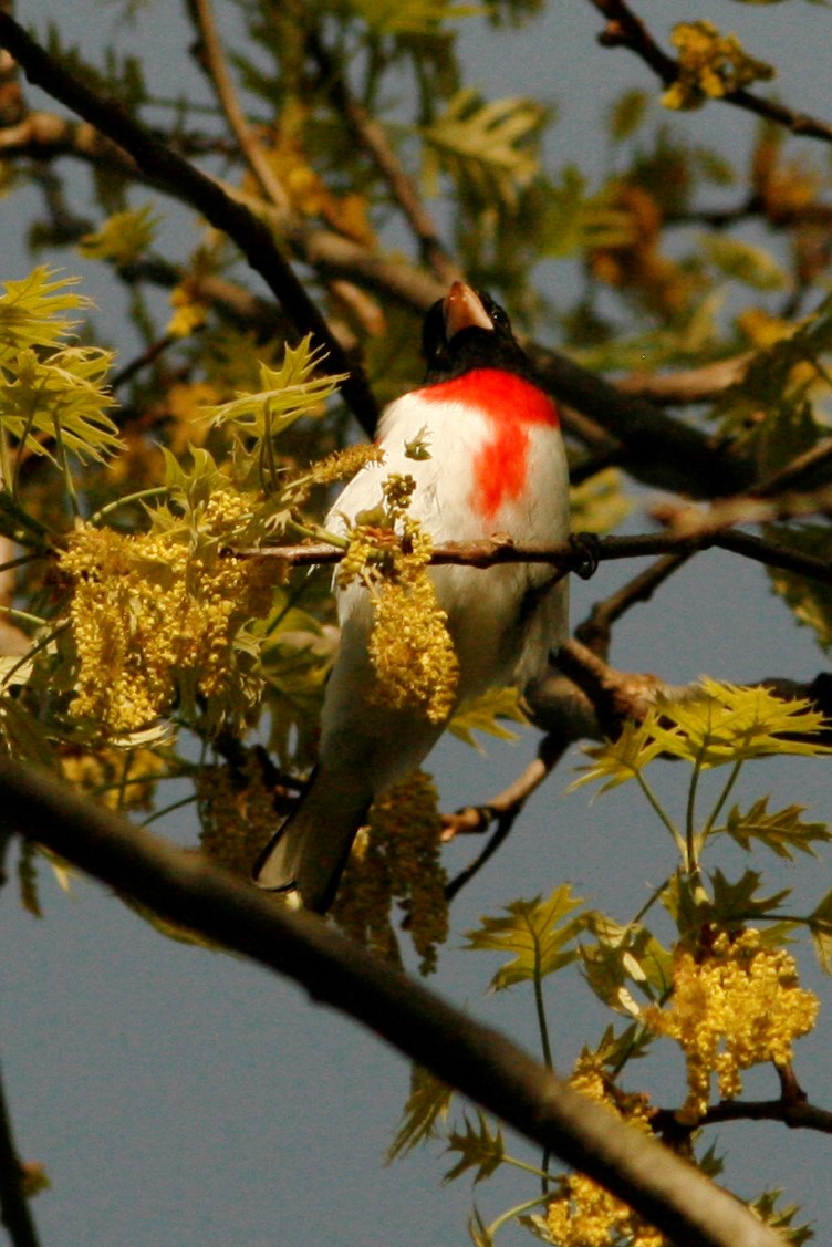 Rose-breasted Grosbeak - ML332057101