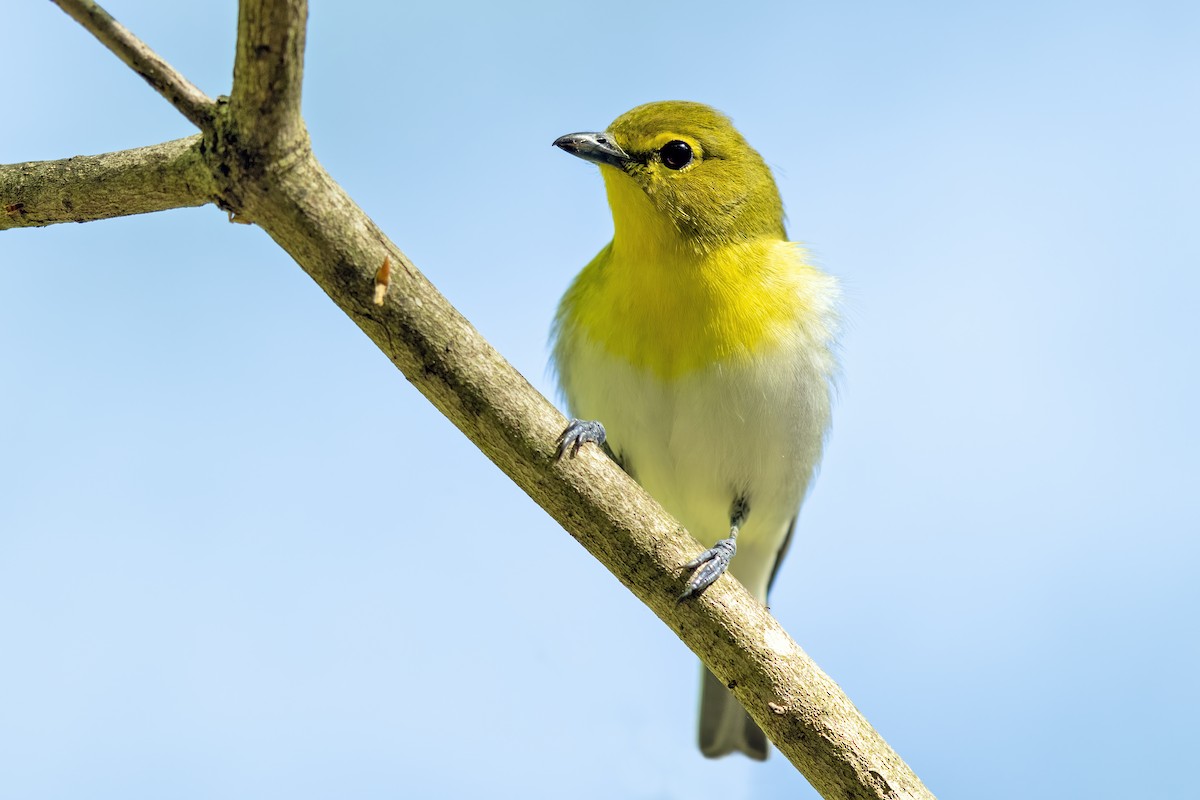 Vireo Gorjiamarillo - ML332057231