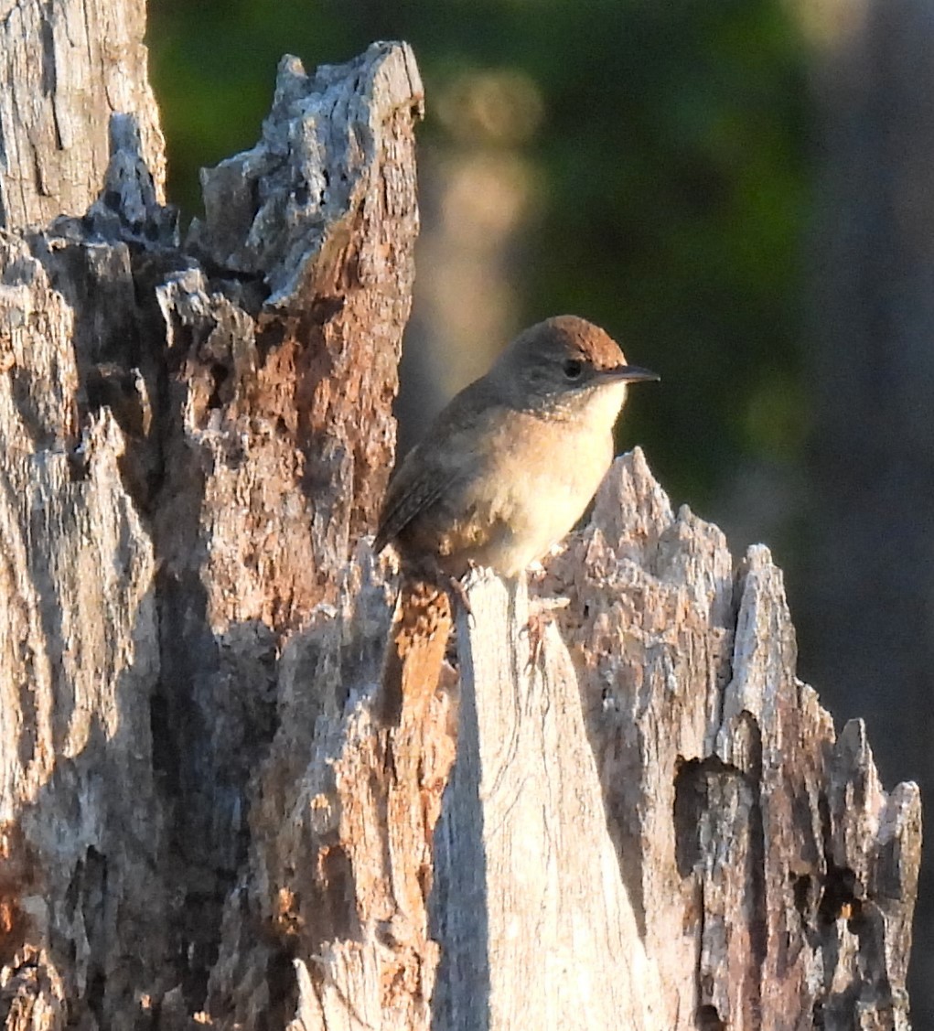 Northern House Wren - ML332059711