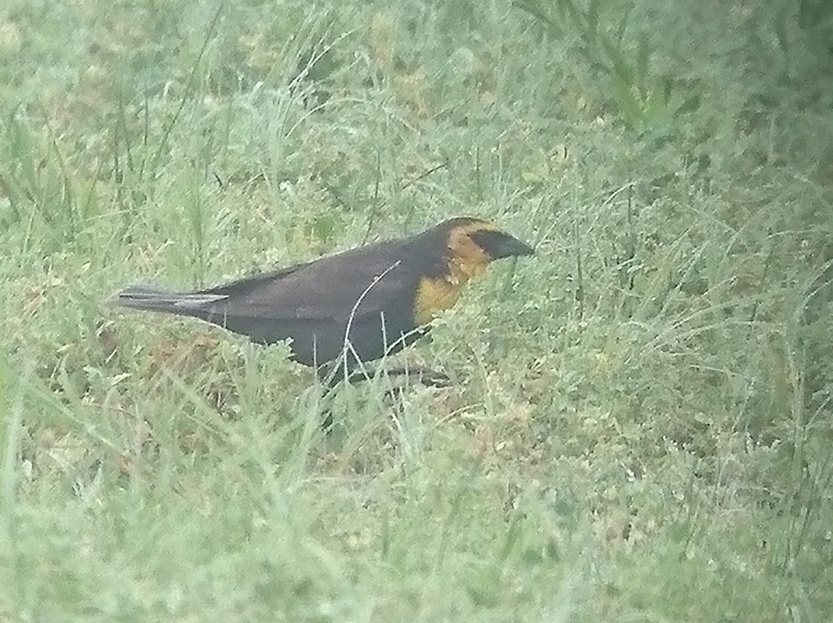 Yellow-headed Blackbird - ML332060231