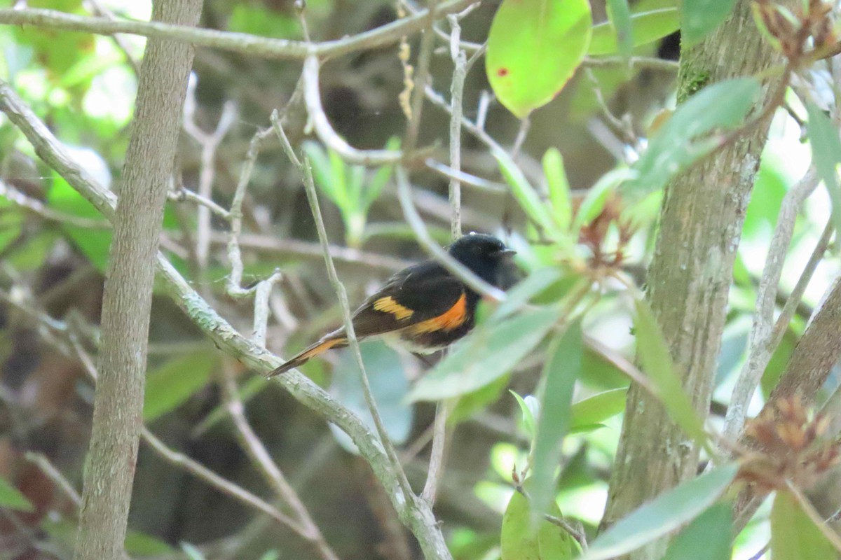 American Redstart - Pat Herrick