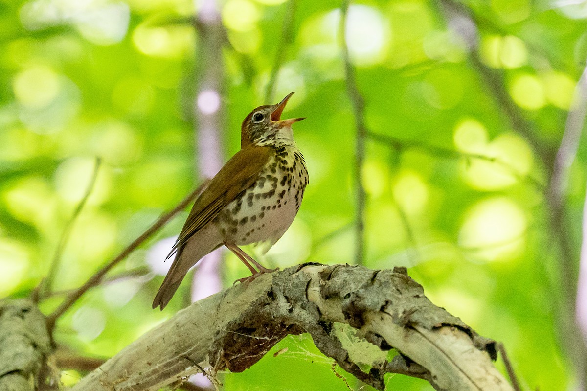 Wood Thrush - Niki Robertson