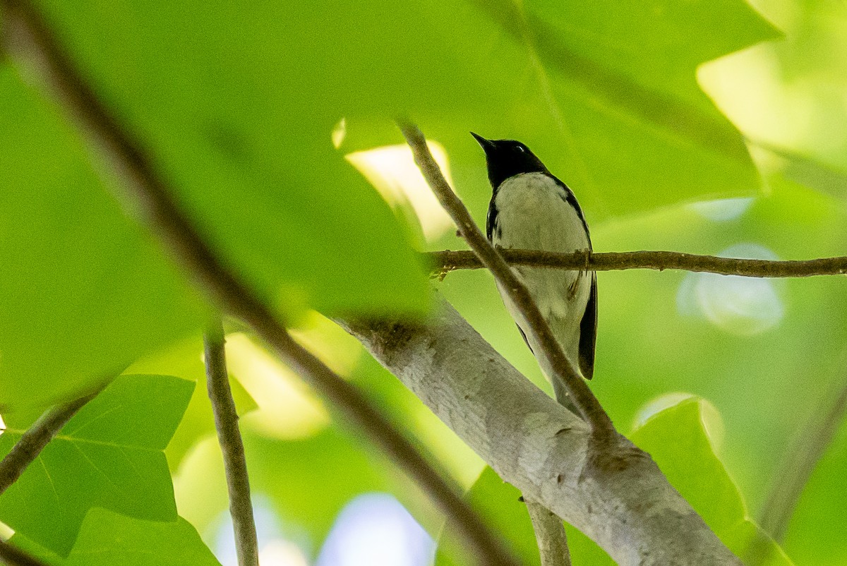 Black-throated Blue Warbler - ML332062291