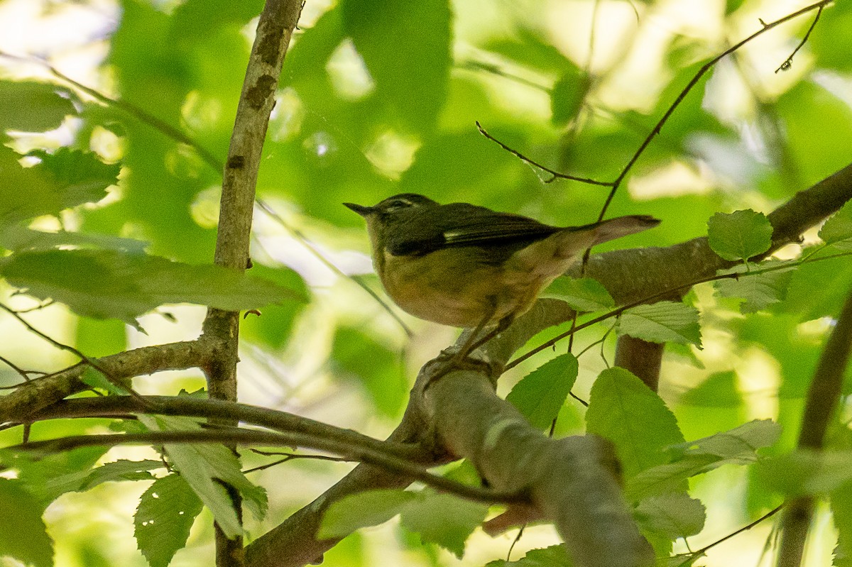 Black-throated Blue Warbler - ML332062301