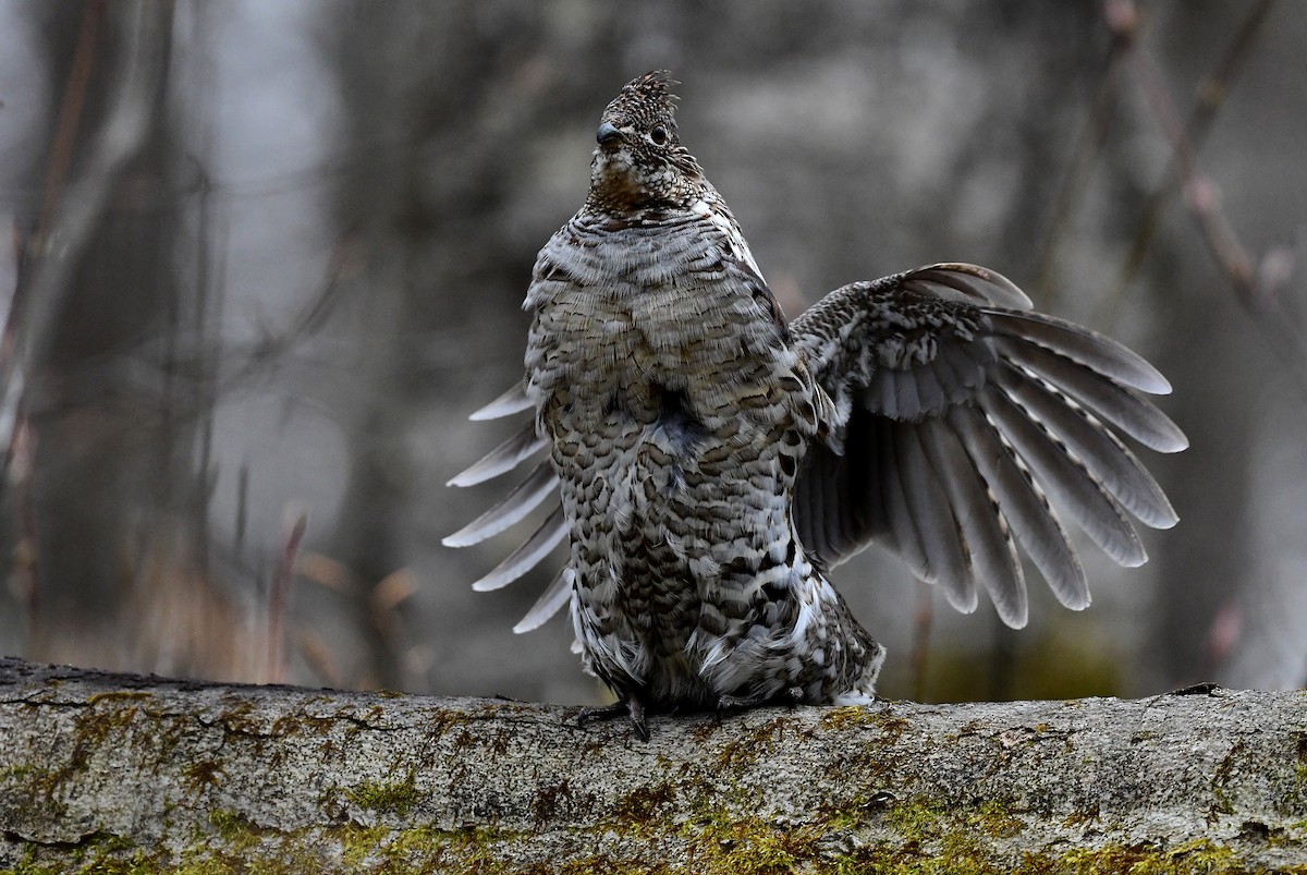 Ruffed Grouse - ML332064041