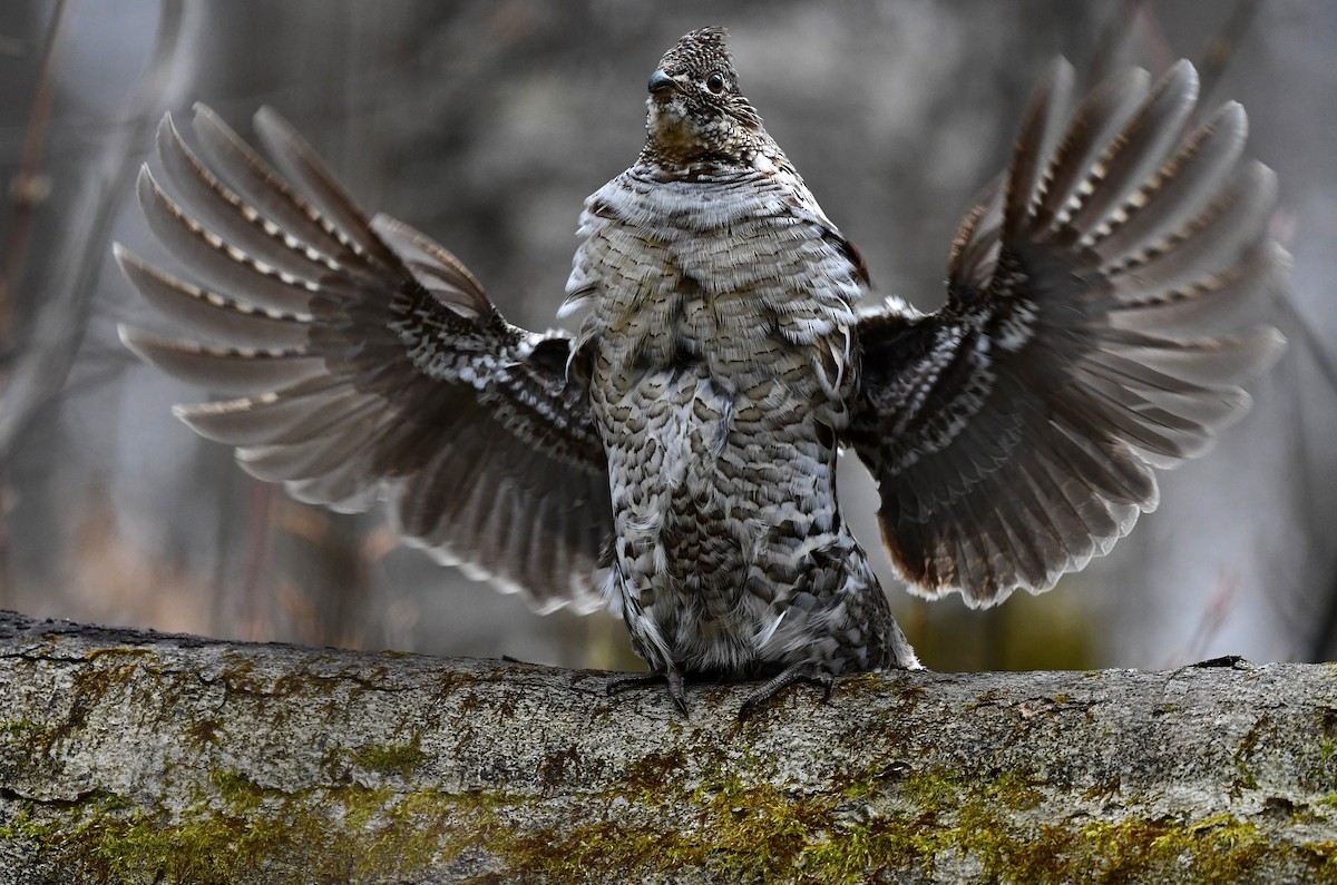 Ruffed Grouse - ML332064051