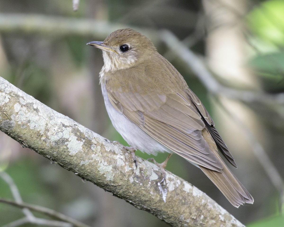 Veery - ML332064271