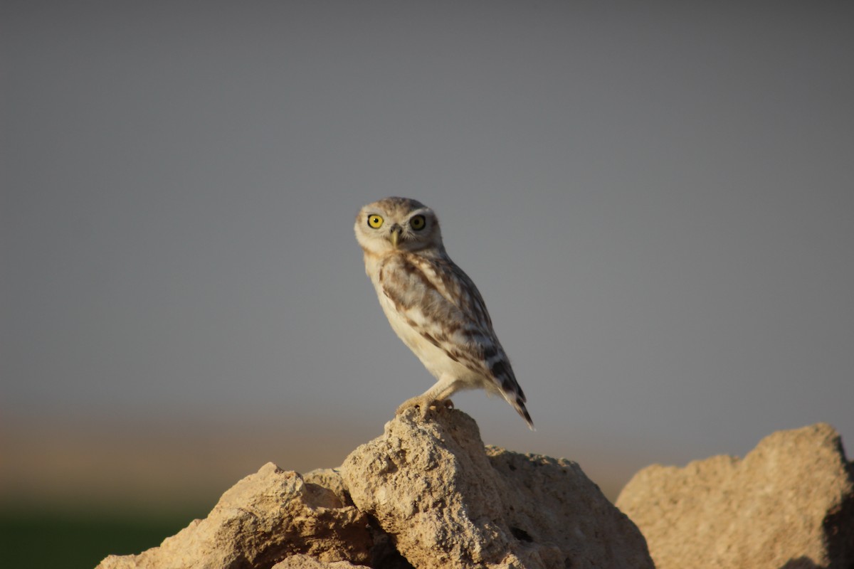 Little Owl - ML332064371