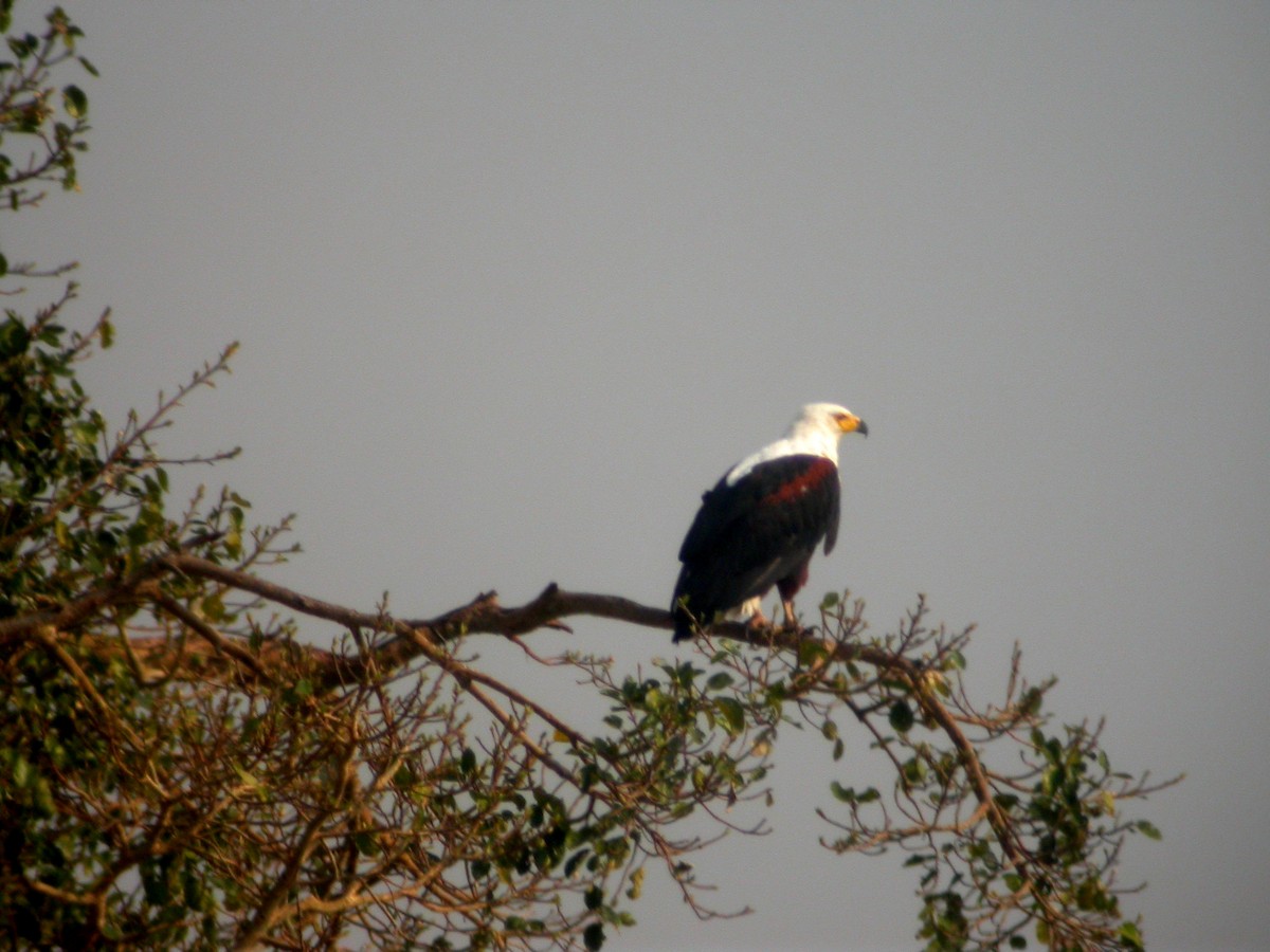 African Fish-Eagle - ML332064731