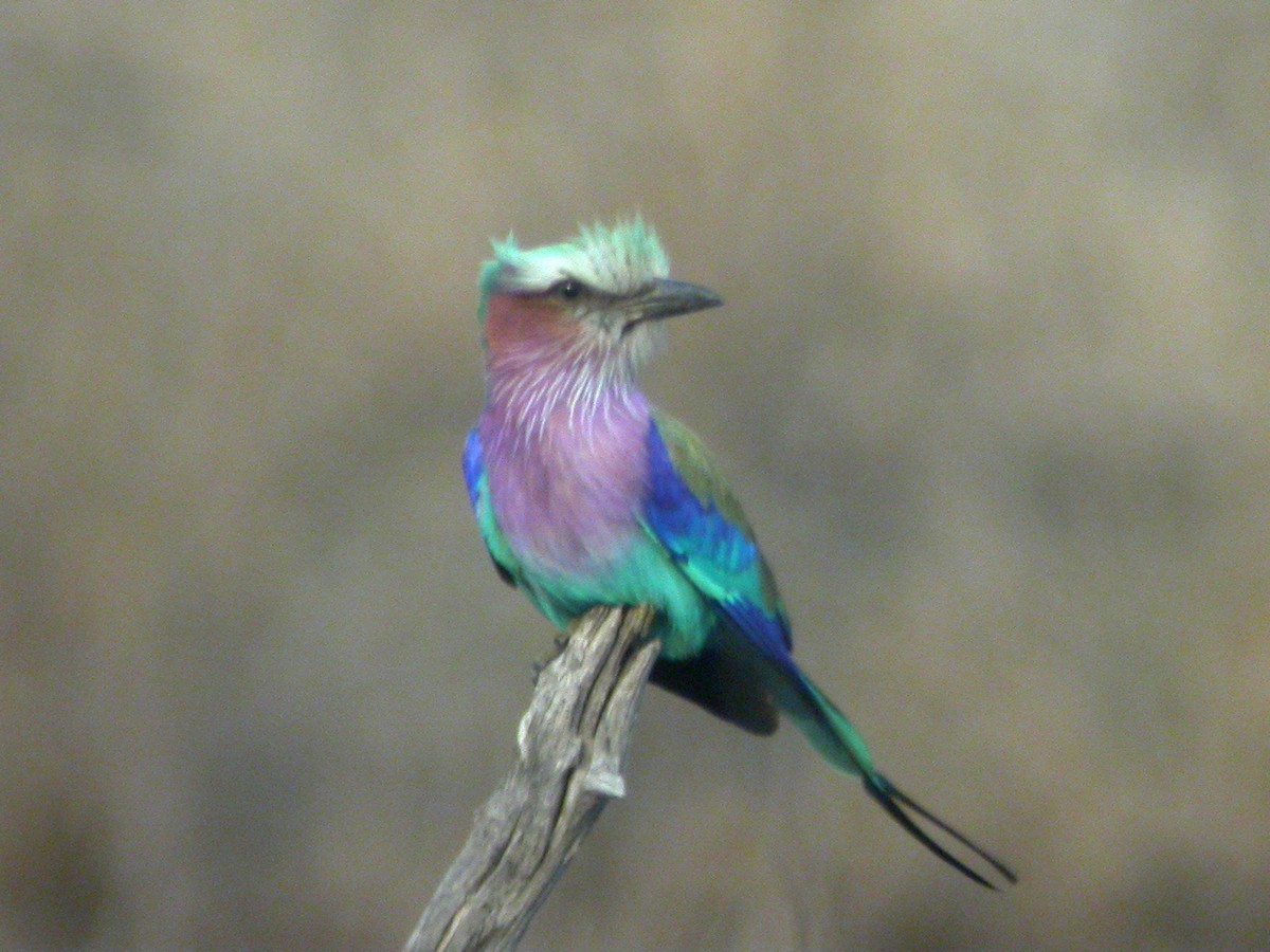 Lilac-breasted Roller - ML332065221