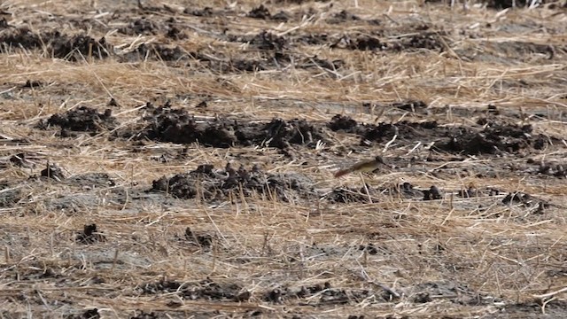 Ash-throated Flycatcher - ML332065251