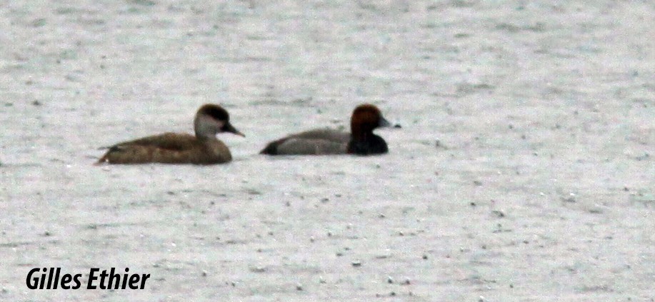 Red-crested Pochard - ML332067971