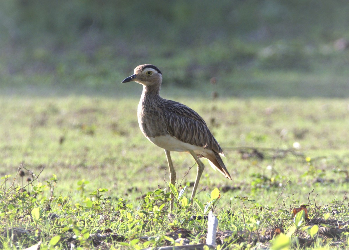 Double-striped Thick-knee - ML332068751