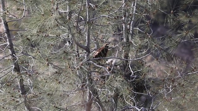 Red-tailed Hawk (calurus/alascensis) - ML332068901