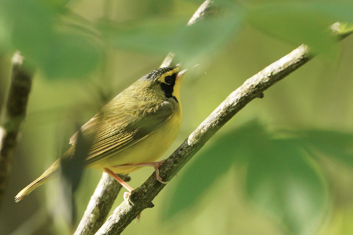 Kentucky Warbler - ML332069651