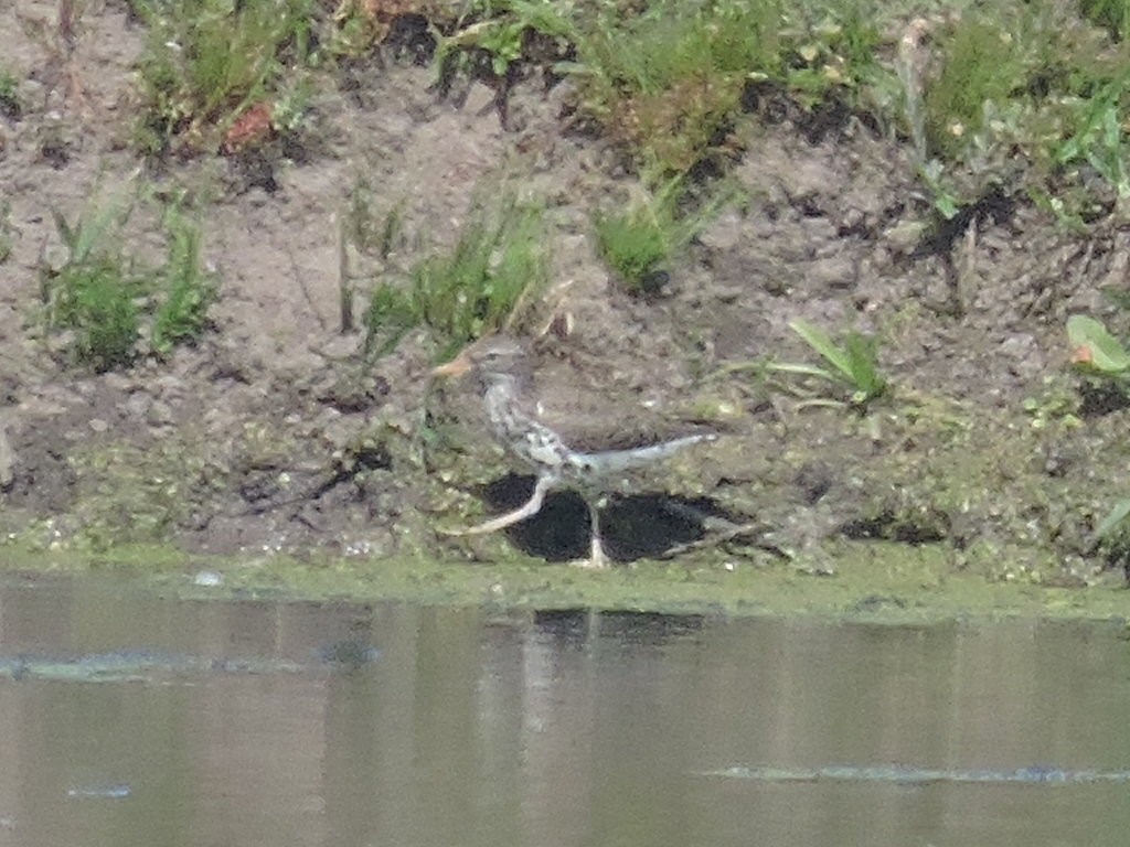 Spotted Sandpiper - ML332070181