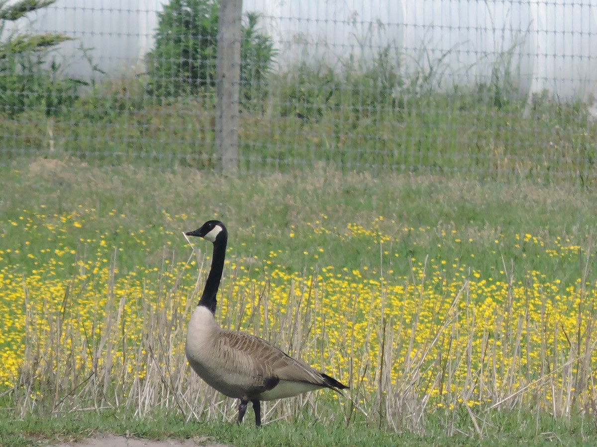 Canada Goose - Charles Cox