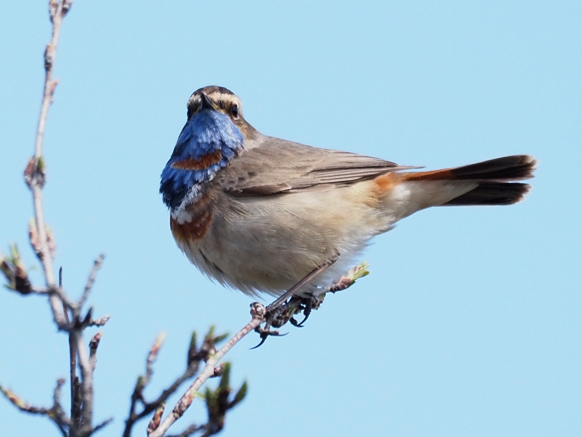 Bluethroat (Red-spotted) - ML332071111