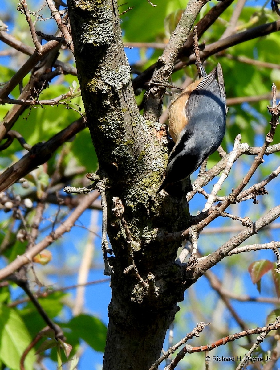 Red-breasted Nuthatch - ML332071751