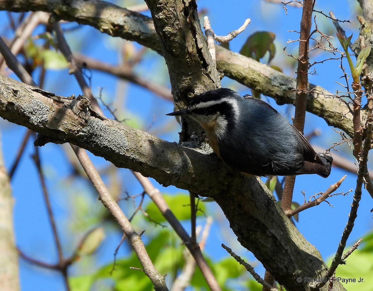 Red-breasted Nuthatch - ML332071771